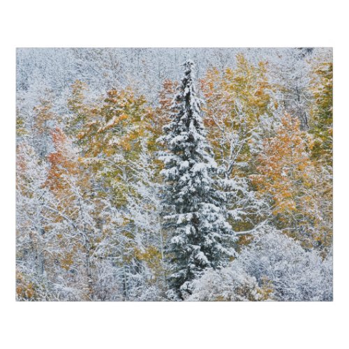 Fall Colors of Aspens  Snow Keebler Pass Faux Canvas Print