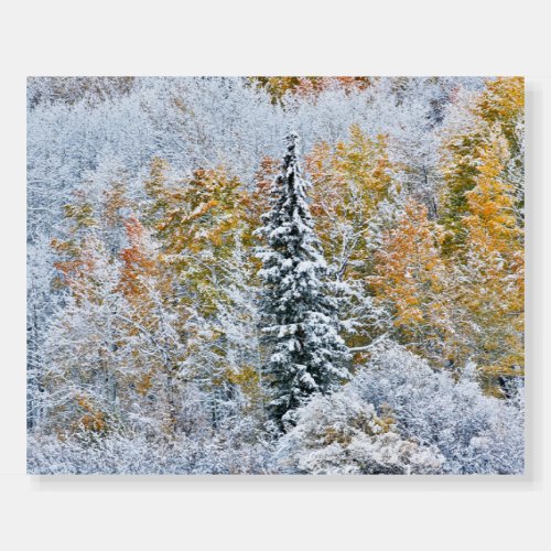 Fall Colors of Aspens  Snow Keebler Pass Foam Board