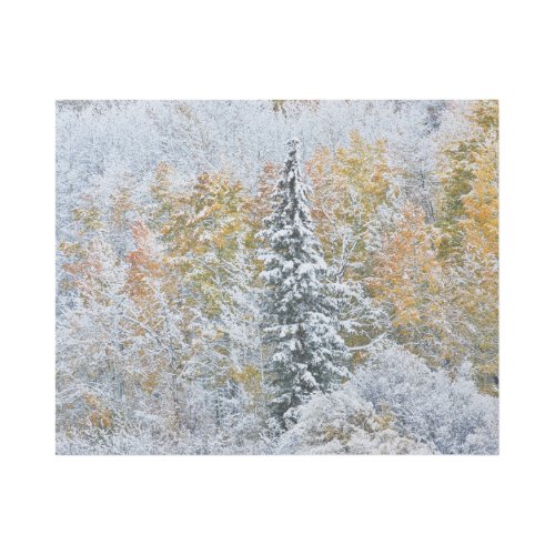 Fall Colors of Aspens  Snow Keebler Pass Gallery Wrap