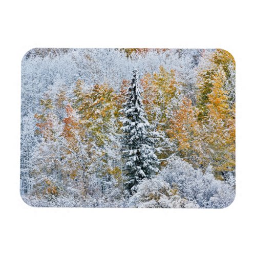 Fall Colors of Aspens  Snow Keebler Pass Magnet