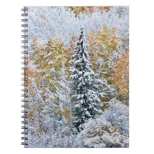 Fall Colors of Aspens  Snow Keebler Pass Notebook
