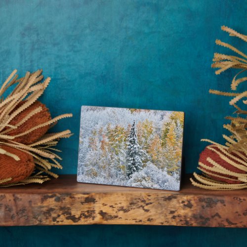 Fall Colors of Aspens  Snow Keebler Pass Plaque