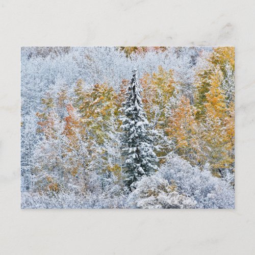 Fall Colors of Aspens  Snow Keebler Pass Postcard