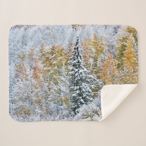 Fall Colors of Aspens  Snow Keebler Pass Sherpa Blanket