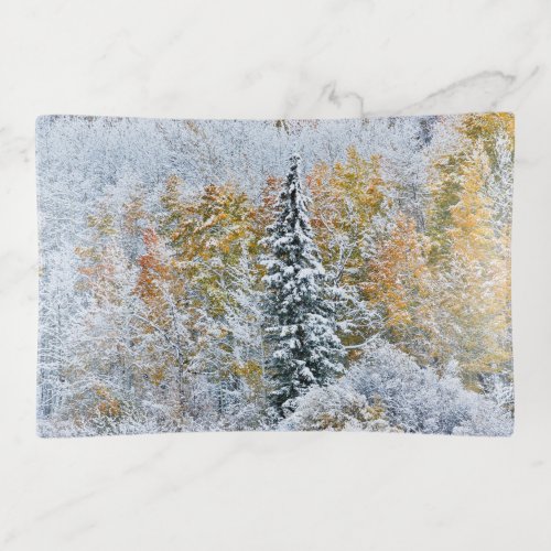 Fall Colors of Aspens  Snow Keebler Pass Trinket Tray