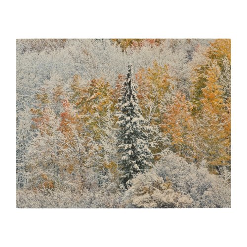 Fall Colors of Aspens  Snow Keebler Pass Wood Wall Art