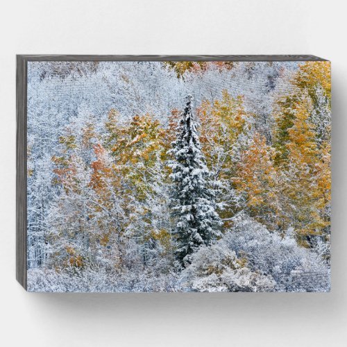 Fall Colors of Aspens  Snow Keebler Pass Wooden Box Sign