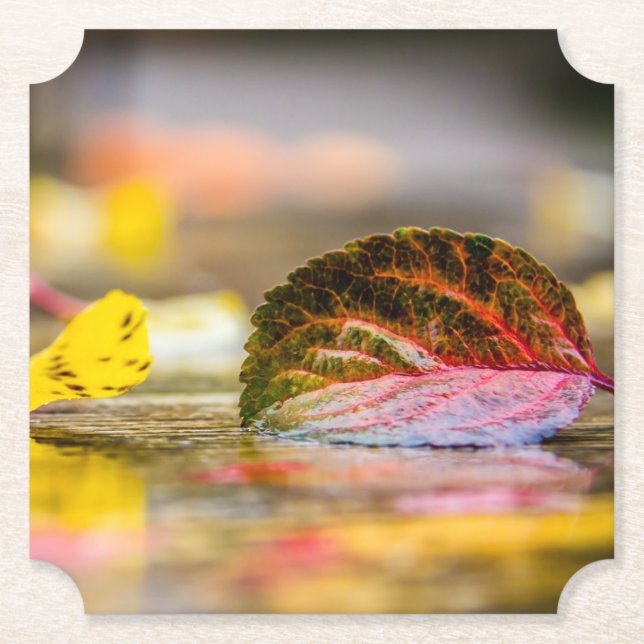 Fall colors paper coaster (Front)