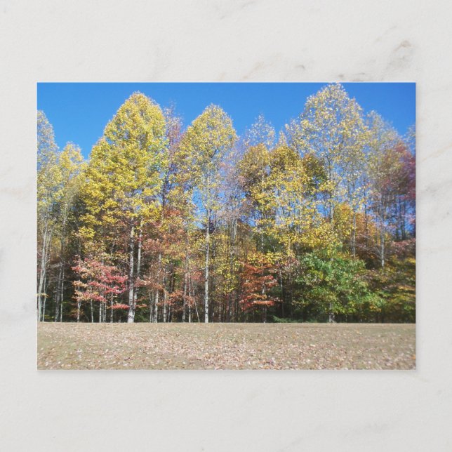 Fall Colors Postcard (Front)