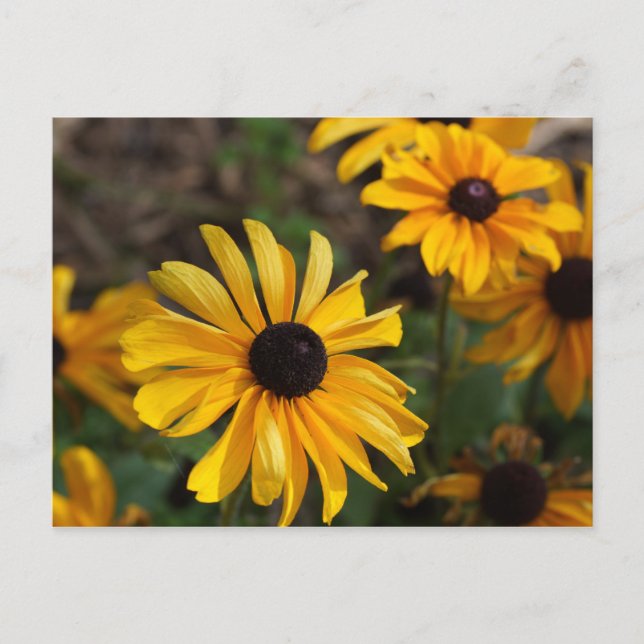 Fall Colors Postcard (Front)