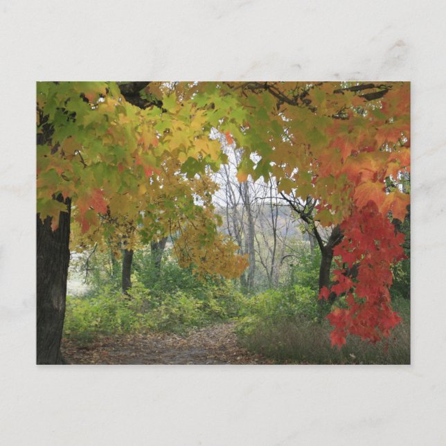 Fall Colors Postcard (Front)