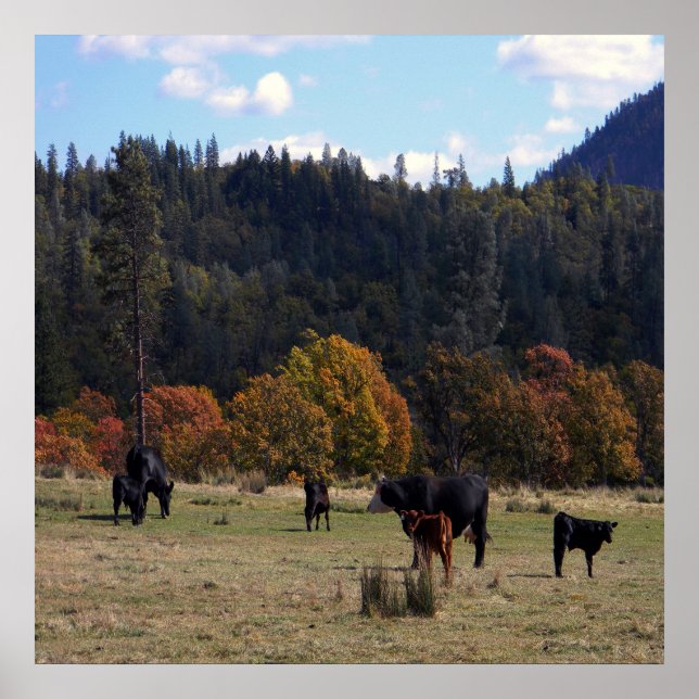 Fall colors with the herd... poster (Front)