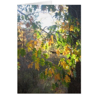 Fall Colour Cards
