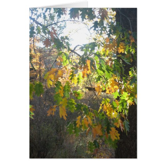 Fall Colour Cards (Front)