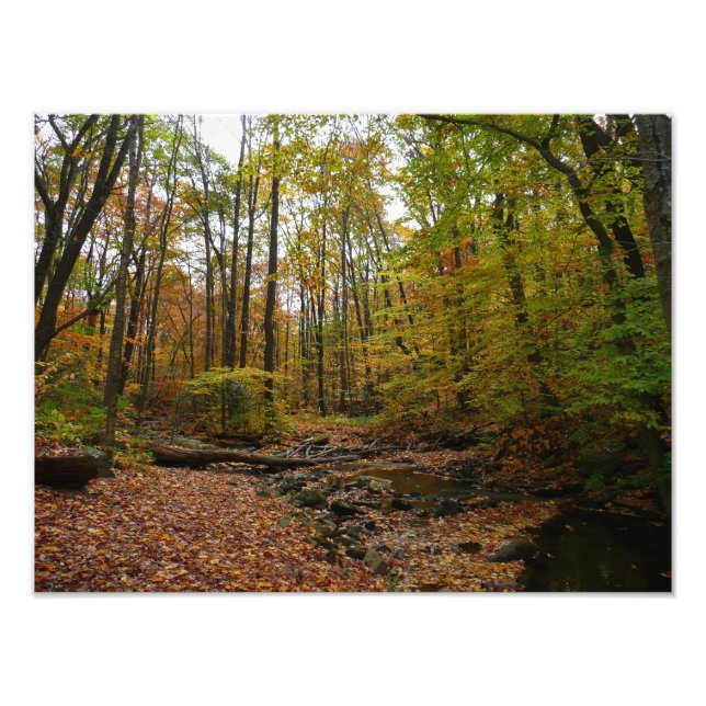 Fall Creek at Laurel Hill State Park Pennsylvania Photo Print (Front)