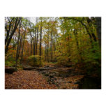 Fall Creek at Laurel Hill State Park Pennsylvania Poster