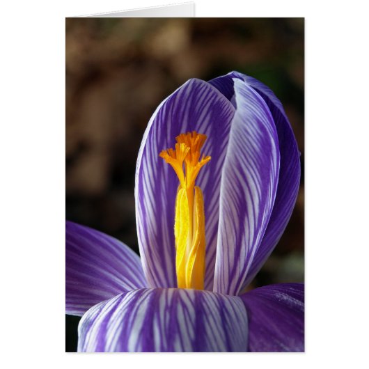Fall Crocus - Card (Front)