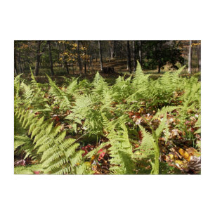Fall Ferns Acrylic Print
