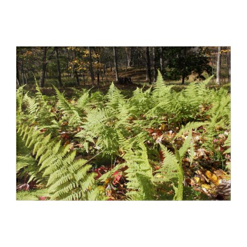 Fall Ferns Acrylic Print