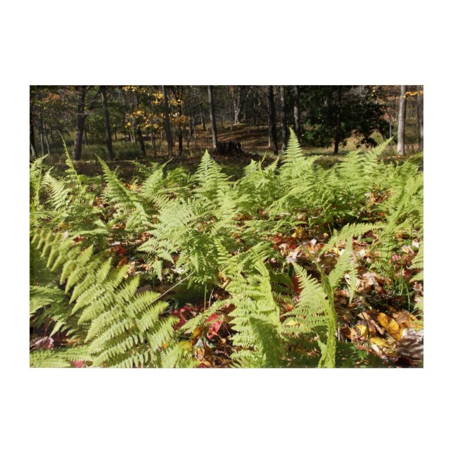 Fall Ferns Acrylic Print (Front)