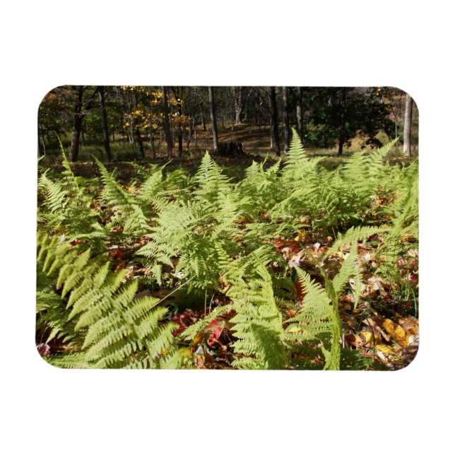 Fall Ferns Magnet (Horizontal)