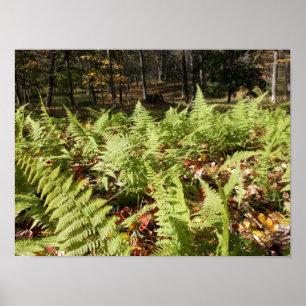 Fall Ferns Poster