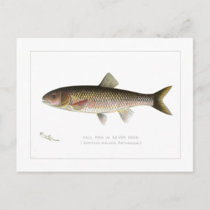 Fall Fish or Silver Chub Postcard