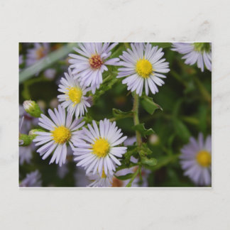 Fall Flowers Postcard