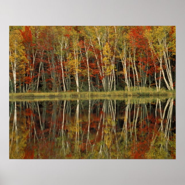 Fall Foliage and Birch Reflections; Hiawatha Poster (Front)
