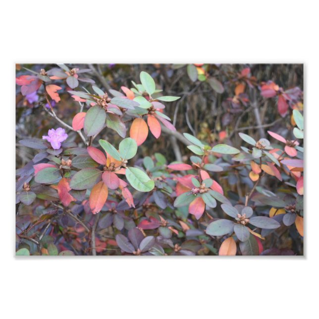 Fall Foliage Autumn Leaves Nature Tree Photography Photo Print (Front)
