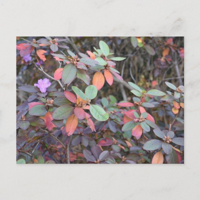 Fall Foliage Autumn Leaves Nature Tree Photography Postcard (Front)