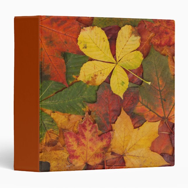 Fall Foliage Binder (Front/Spine)