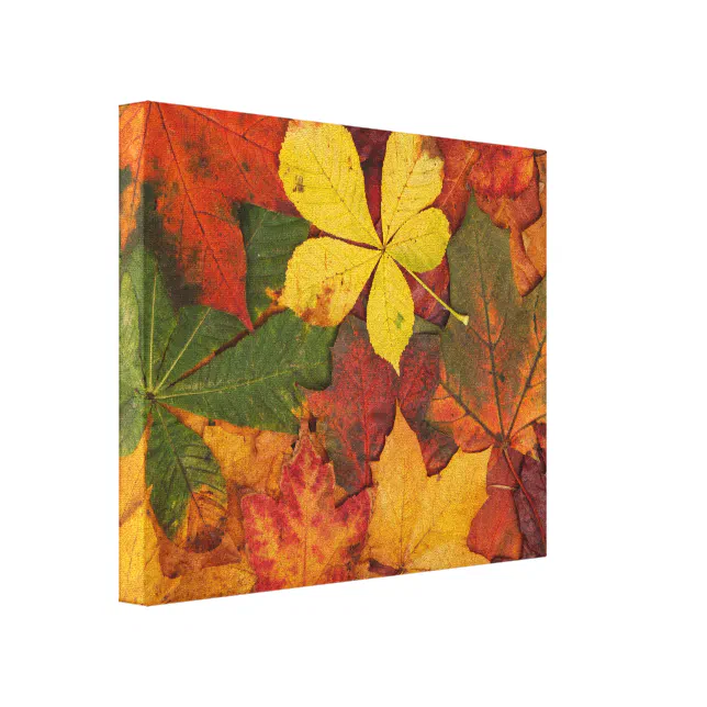 Fall Foliage Canvas Print | Zazzle