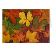 Fall Foliage Cards (Front Horizontal)