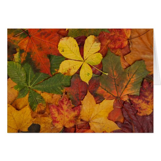 Fall Foliage Cards (Front Horizontal)