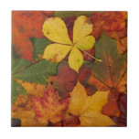 Fall Foliage Ceramic Tile<br><div class="desc">A colorful collection of fall foliage. A variety of leaves changing color during autumn.</div>