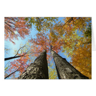 Fall foliage looking up 2 cards