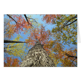 Fall foliage looking up cards