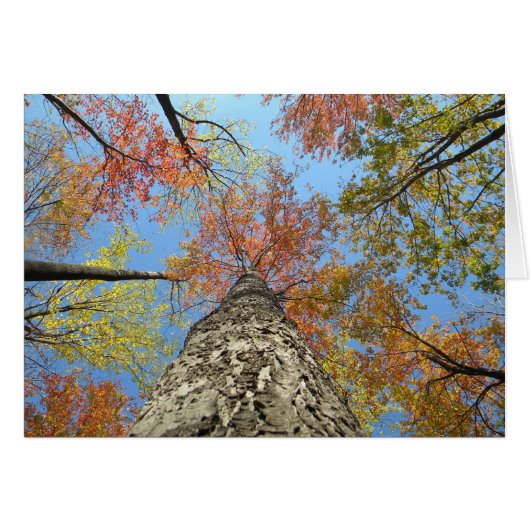 Fall foliage looking up cards (Front Horizontal)
