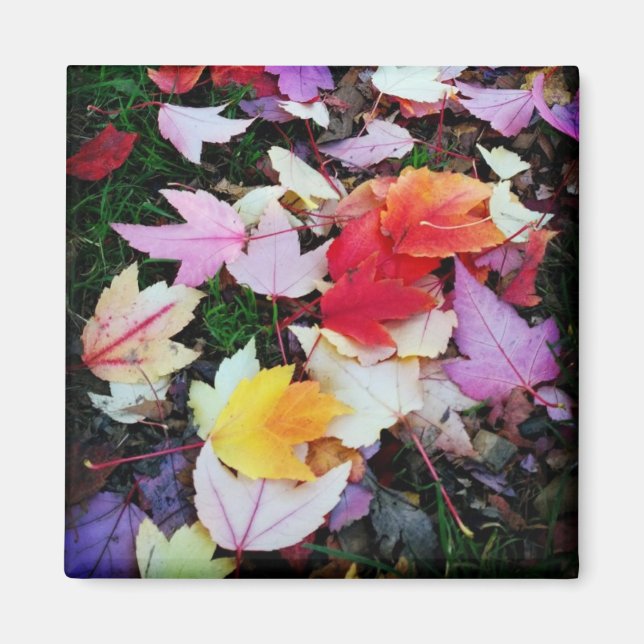 Fall Foliage Magnet (Front)