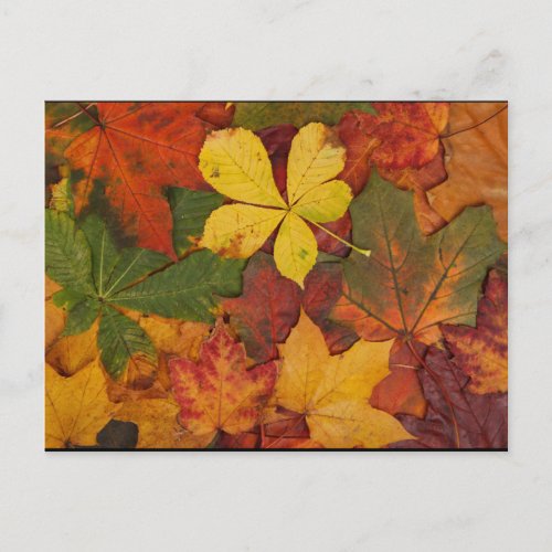 Fall Foliage Postcard