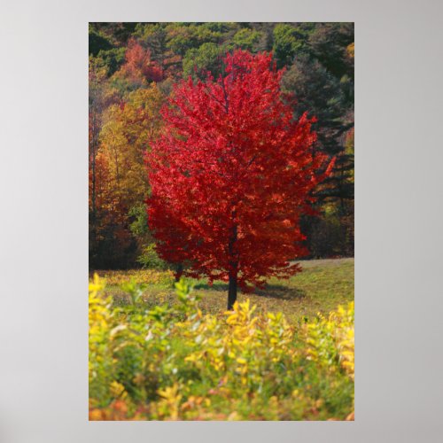 Fall Foliage Poster