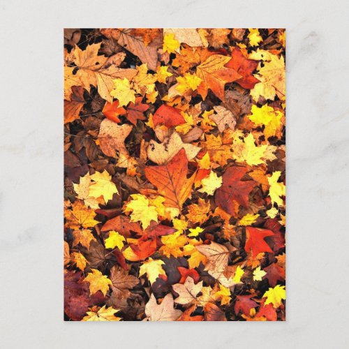 Fall foliage the Colors of Autumn Postcard