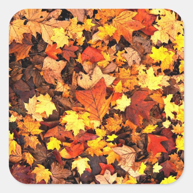 Fall foliage, the Colors of Autumn Square Sticker (Front)