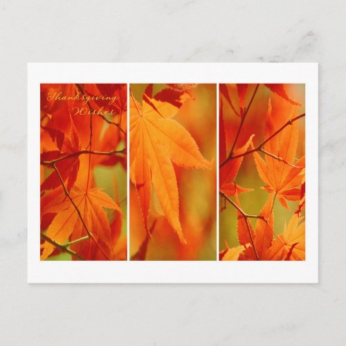 Fall Foliage Trio Happy Thanksgiving Postcard
