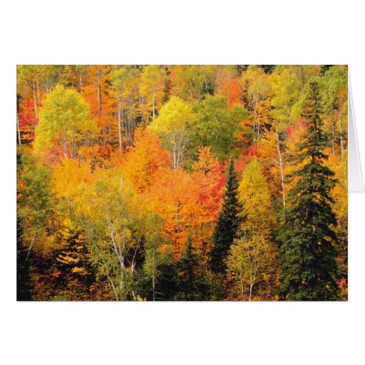 Fall Foliage Valley Cards (Front Horizontal)