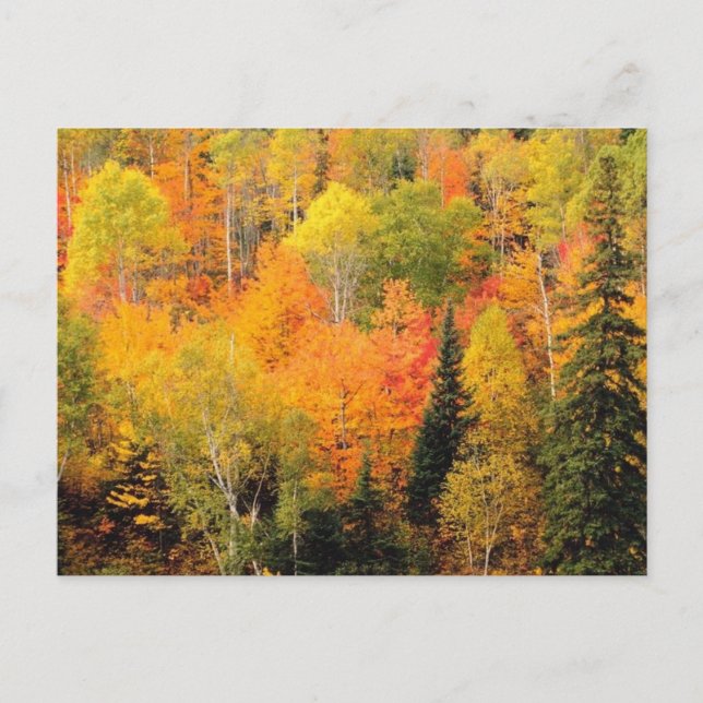 Fall Foliage Valley Postcard (Front)