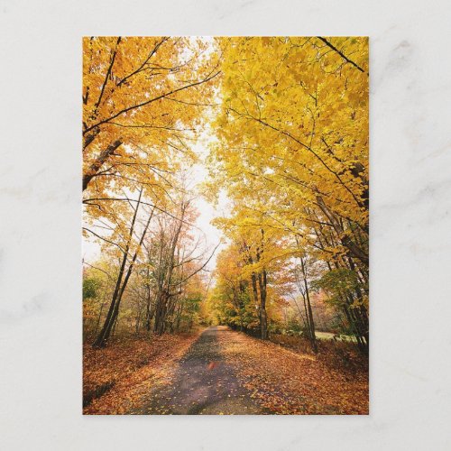 Fall Foliage Walking Path Postcard