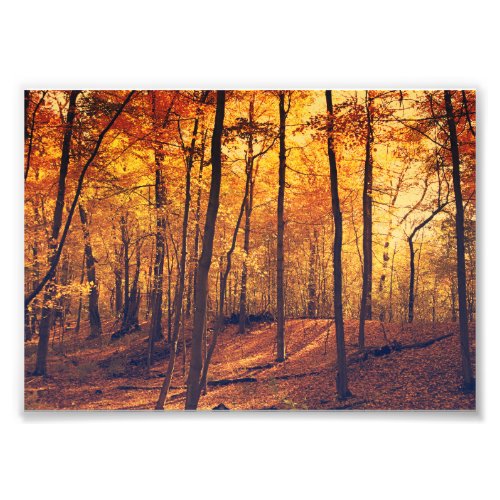 Fall Forest Autumn Leaves Fine Art Photo Print
