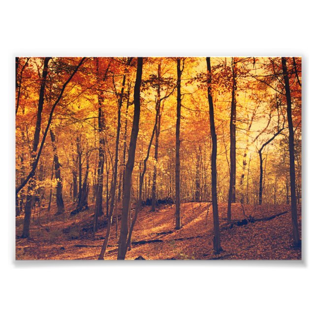 Fall Forest Autumn Leaves Fine Art Photo Print (Front)